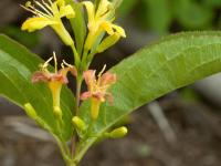 Dièreville chèvrefeuille(Diervilla lonicera)_5