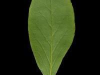 Némopanthe mucroné (Ilex mucronata)_7