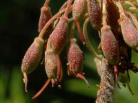 Thé du Labrador(Rhododendron groenlandicum)_7
