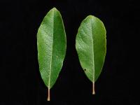 Saule humble (Salix humilis)_1
