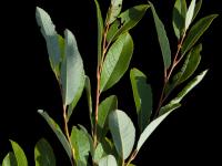 Saule humble (Salix humilis)_2