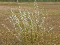 Saule humble (Salix humilis)_3