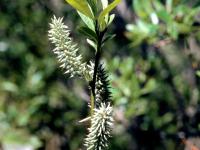 Saule humble (Salix humilis)_4