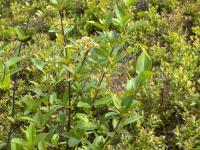 Viorne cassinoïde(Viburnum cassinoides)_1