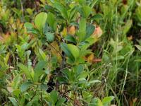 Aronie fruits noirs(Aronia melanocarpa)_4