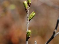 Bouleau glanduleux(Betula glandulosa)_1