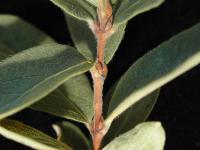 Chèvrefeuille velu(Lonicera villosa)_4