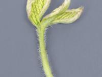 Fraise - glyphosate (9)_17