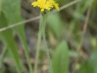 Épervière prés(Pilosella caespitosa)_5