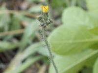 Épervière prés(Pilosella caespitosa)_6