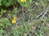 Épervière prés(Pilosella caespitosa)_9