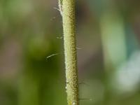 Épervière fleurs nombreuses(Pilosella x floribunda)_2