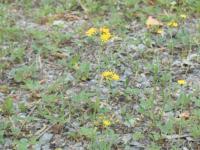Épervière fleurs nombreuses(Pilosella x floribunda)_4
