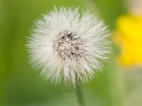 Épervière piloselle(Pilosella officinarum)_7