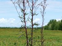 Laitue Canada (Lactuca canadensis)_1