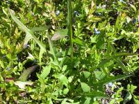 Laitue Canada (Lactuca canadensis)_4
