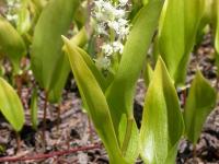Maianthème Canada (Maianthemum canadense)_1