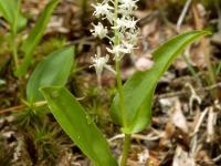 Maianthème Canada (Maianthemum canadense)_3
