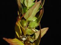 Mélampyre linéaire (Melampyrum lineare)_3