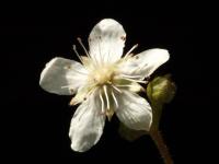 Potentille tridentée (Potentilla tridentata)_2
