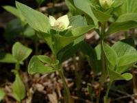 Quatre temps (Cornus canadensis)_1