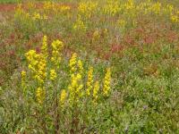 Verge d'or pubérulente(Solidago puberula)_1