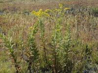 Verge d'or rugueuse(Solidago rugosa)_3
