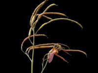 Corydale toujours verte(Capnoides sempervirens)_4