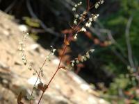 Renouée noeuds ciliés (Fallopia cilinodis)_1