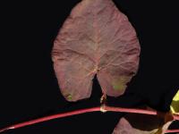 Renouée noeuds ciliés (Fallopia cilinodis)_2