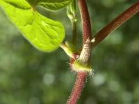 Renouée noeuds ciliés (Fallopia cilinodis)_3