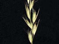 Danthonie épi(Danthonia spicata)_2