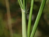 Danthonie épi(Danthonia spicata)_5