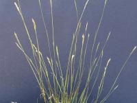 Danthonie épi(Danthonia spicata)_6