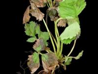 Fraise - terbacil (5)_1
