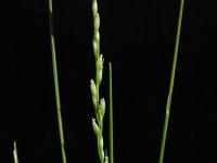 Oryzopsis piquant (Piptatheropsis pungens)_3