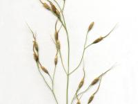 Oryzopsis Canada (Piptatheropsis canadensis)_3