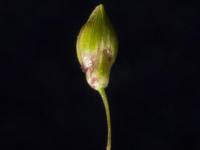 Panic appauvri (Dichanthelium depauperatum)_5