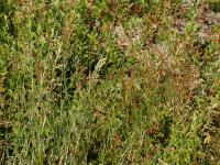 Pâturin comprimé (Poa compressa)_1