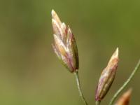 Pâturin comprimé (Poa compressa)_3