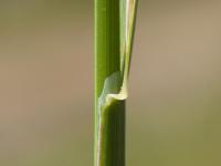 Pâturin comprimé (Poa compressa)_5