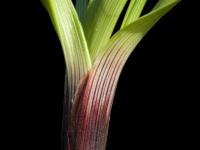 Carex fruits glabres(Carex tonsa)_4
