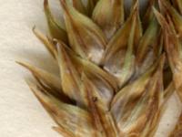 Carex fourrager(Carex foenea)_3