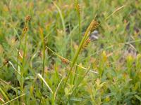Carex Houghton(Carex houghtoniana)_1