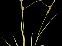 Carex Houghton(Carex houghtoniana)_2