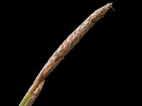 Carex Houghton(Carex houghtoniana)_4