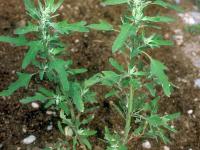 Chénopode feuilles figuier(Chenopodium ficifolium)_4