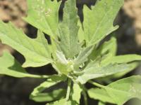 Chénopode feuilles figuier(Chenopodium ficifolium)_7
