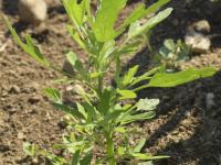 Chénopode feuilles figuier(Chenopodium ficifolium)_8
