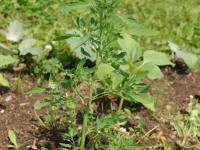 Chénopode feuilles figuier(Chenopodium ficifolium)_14